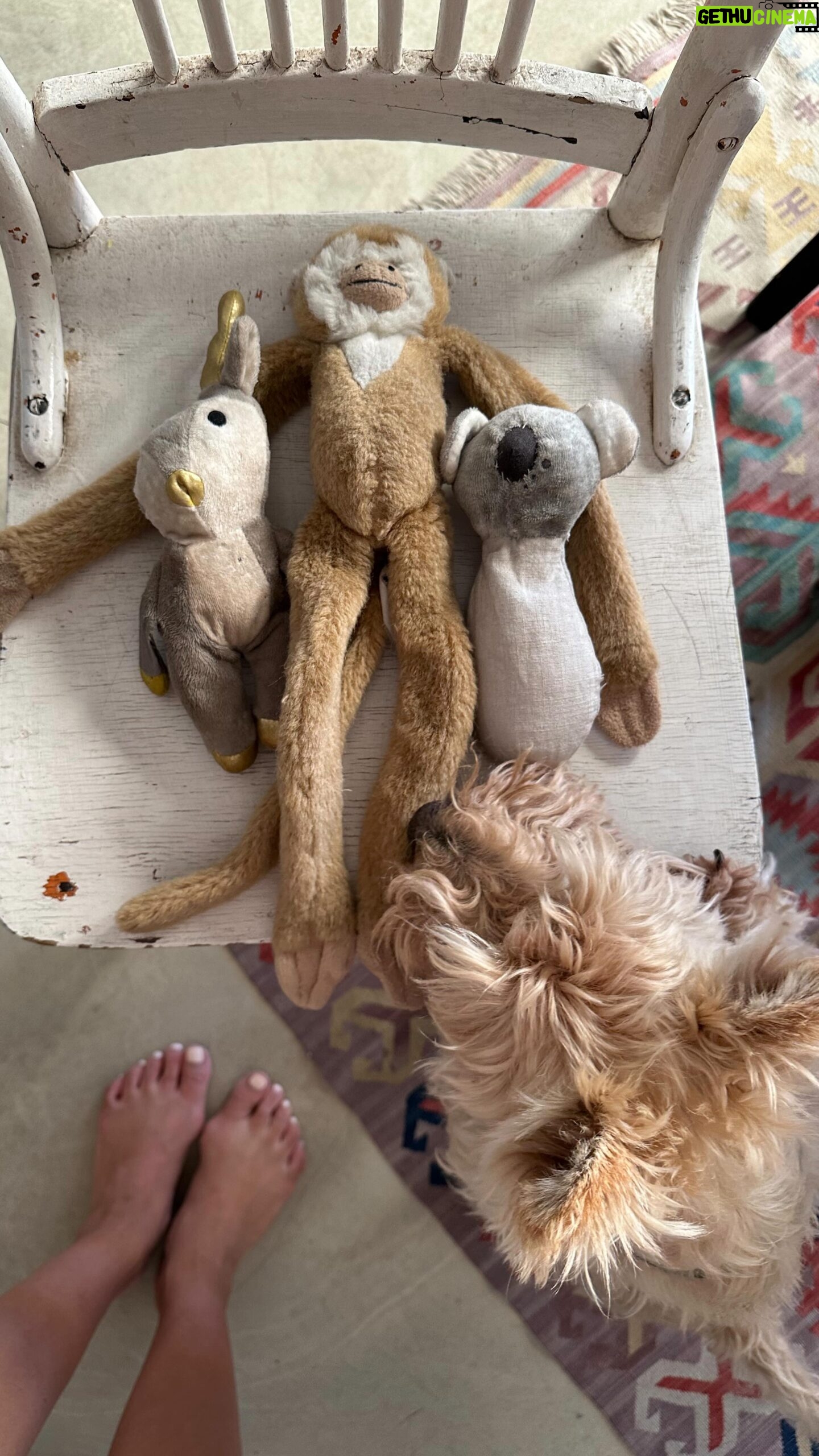 Poh Ling Yeow - 10.6K Likes - Mending things is good for the soul 😌♥️
#rhinoandtim #scottie #scottiesofinstagram #wheatenscottie #scottishterrier #scottishterriersofinstagram #dogsofinstagram