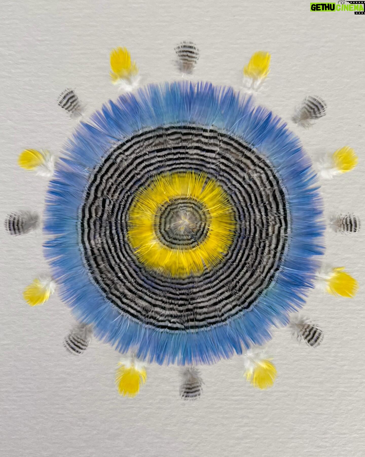 Poh Ling Yeow Instagram - For me there is no beauty more fascinating than that of the natural world and using materials that would otherwise be discarded just floats my boat to the max! This little sub section of my art practise came about when I started collecting the malted feathers of my pet budgies about 25 years ago. Separating them by colour size and paternation alone is my favourite kind of meditation. I learned the hard way u can’t always whistle while u work 😣! The tiniest of the feathers are 1mm in diameter and so sensitive to air movement that a blowfly once scattered tiny pile of feathers I’d sorted. I love that it made me stop working & consider the physics of flight. It’s also kinduv sweet to intimately know which part of the birds the feather come from, the tiniest ones for instance fan around the beak and get bigger as they travel towards the tail. These are a few of perhaps 10 feather works I’ve made. I’ve amassed a ridiculous collection of feathers and I think it might be time to start a behemoth which I’ve been contemplating for at least a decade. Yes, I think it’s time 🤔 #artbypoh #artist #australianartist #nature #naturelovers #birds #budgie #budgerigar #pohart