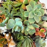 Poh Ling Yeow Instagram - Quick lil glow up for my terrarium before heading to @_jamface_ HQ . Creating little worlds was and still is such a constant source of wonder for me. All the shells in the terrarium were collected by mini me from age 9. Hope you find time for a small gesture of creativity today🌱😋🥧🍰 #garden #gardener