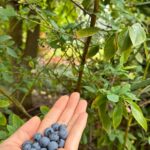 Poh Ling Yeow Instagram – The blueberries are always sparse but beautifully intense in flavour.