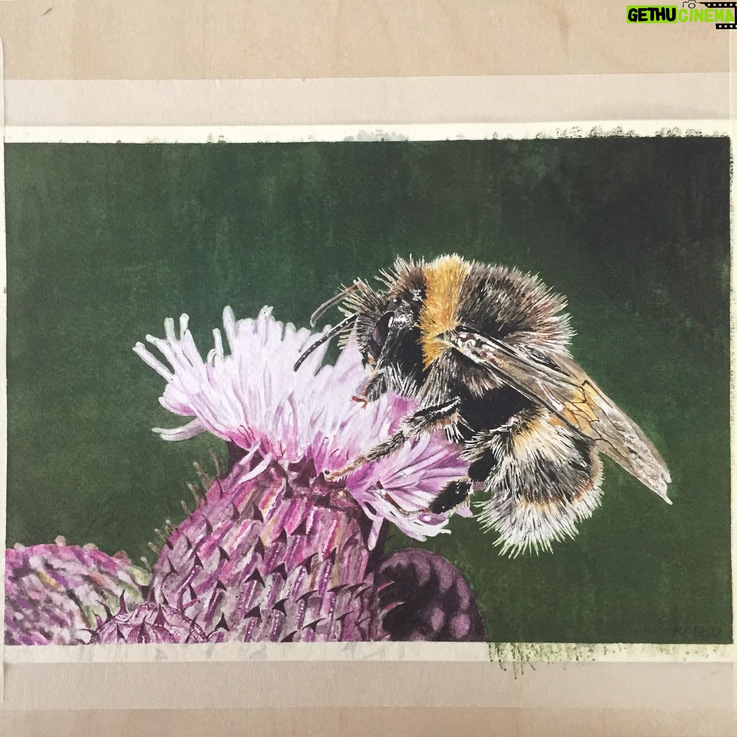 Poppy Lee Friar - 5.5K Likes - Bumblebee and Thistle. For sale in my Etsy shop ArtworkbyPoppyLF 👩🏼🎨 #watercolour #bumblebee #thistle #watercolor #waterblog #etsyshop #artworkbypoppylf #cartel_watercolorists #watercolor_daily #watercolor_gallery #watercolorillustration #artistsoninstagram