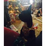 Portia Doubleday Instagram - #Christmasbow