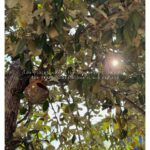 Pratyusha Paul Instagram - 𝘵𝘩𝘦 𝘧𝘰𝘳𝘦𝘴𝘵. 𝘐𝘵 𝘪𝘴 𝘵𝘩𝘦 𝘱𝘭𝘢𝘤𝘦 𝘸𝘩𝘦𝘳𝘦 𝘺𝘰𝘶 𝘩𝘦𝘢𝘳 𝘺𝘰𝘶𝘳𝘴𝘦𝘭𝘧 𝘣𝘦𝘵𝘵𝘦𝘳..🗺️🌴🧳☀️🌲🐒🐯🐊 . . . . . . . . . . . . . . . . . . . #throwback #vacation #jungle #forest #wildanimals #royalbengaltiger #intothewild #holiday #mangroves #safari