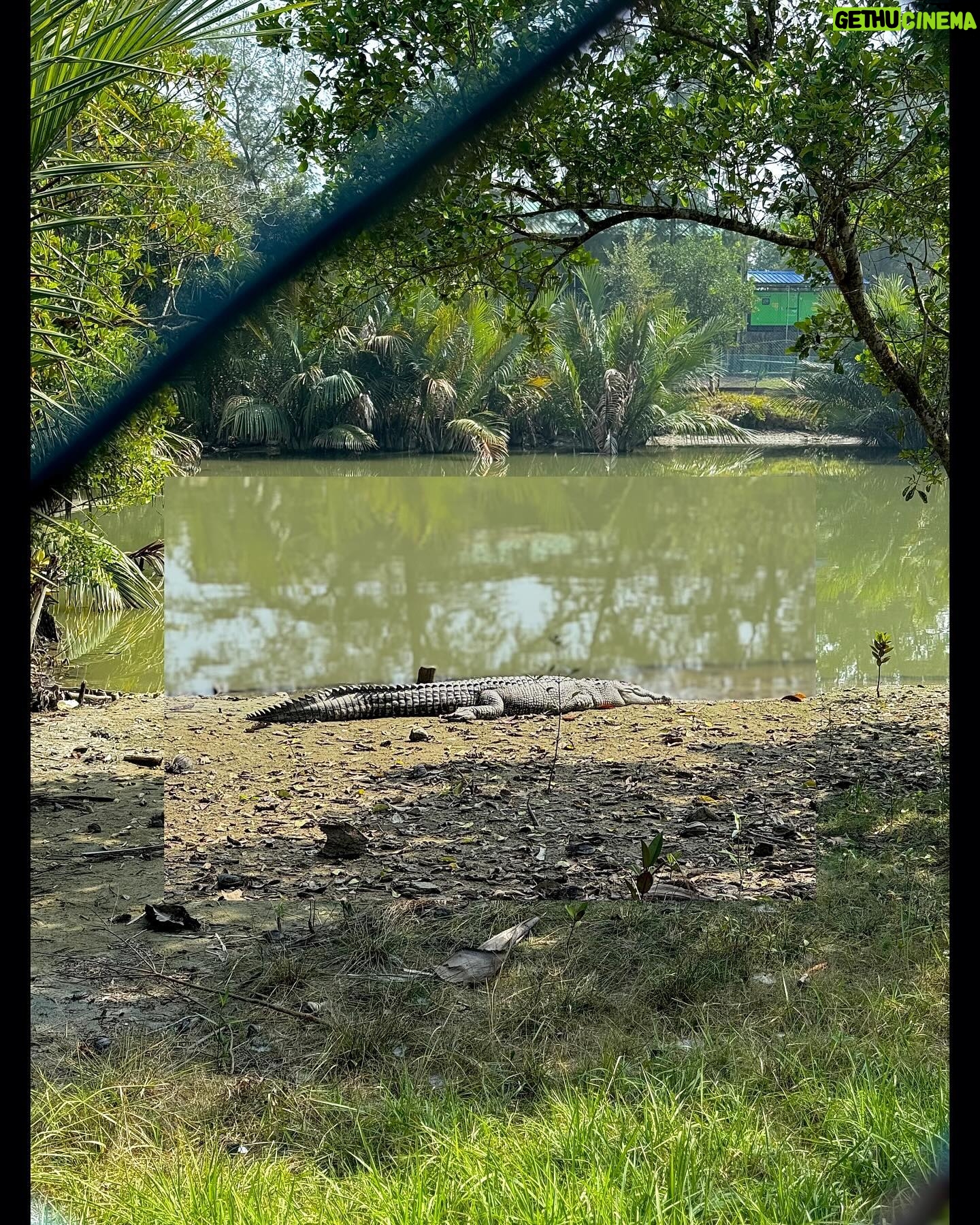 Pratyusha Paul Instagram - 𝘵𝘩𝘦 𝘧𝘰𝘳𝘦𝘴𝘵. 𝘐𝘵 𝘪𝘴 𝘵𝘩𝘦 𝘱𝘭𝘢𝘤𝘦 𝘸𝘩𝘦𝘳𝘦 𝘺𝘰𝘶 𝘩𝘦𝘢𝘳 𝘺𝘰𝘶𝘳𝘴𝘦𝘭𝘧 𝘣𝘦𝘵𝘵𝘦𝘳..🗺️🌴🧳☀️🌲🐒🐯🐊 . . . . . . . . . . . . . . . . . . . #throwback #vacation #jungle #forest #wildanimals #royalbengaltiger #intothewild #holiday #mangroves #safari
