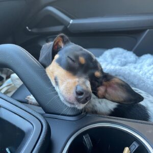 Priscilla Quintana Instagram - I know this is what you’ve all been waiting for. I present to you the one & only… bestest girl ever/ chapstick stealing/ toe biting/ endless kissing/ won’t let you sleep when you’re tired but it’s okay bc she’s so cute/ entire love of my life: ROO 🤍