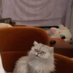 QTCinderella Instagram – #ad Join Ders & I at the @meowmix Cat Café in Avakin Life! 🐱 #MeowMixPartner #MeowReMix
