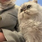QTCinderella Instagram - Photo Dump with cats and a December Stream schedule if you care 🐯
