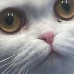 QTCinderella Instagram - Photo Dump with cats and a December Stream schedule if you care 🐯