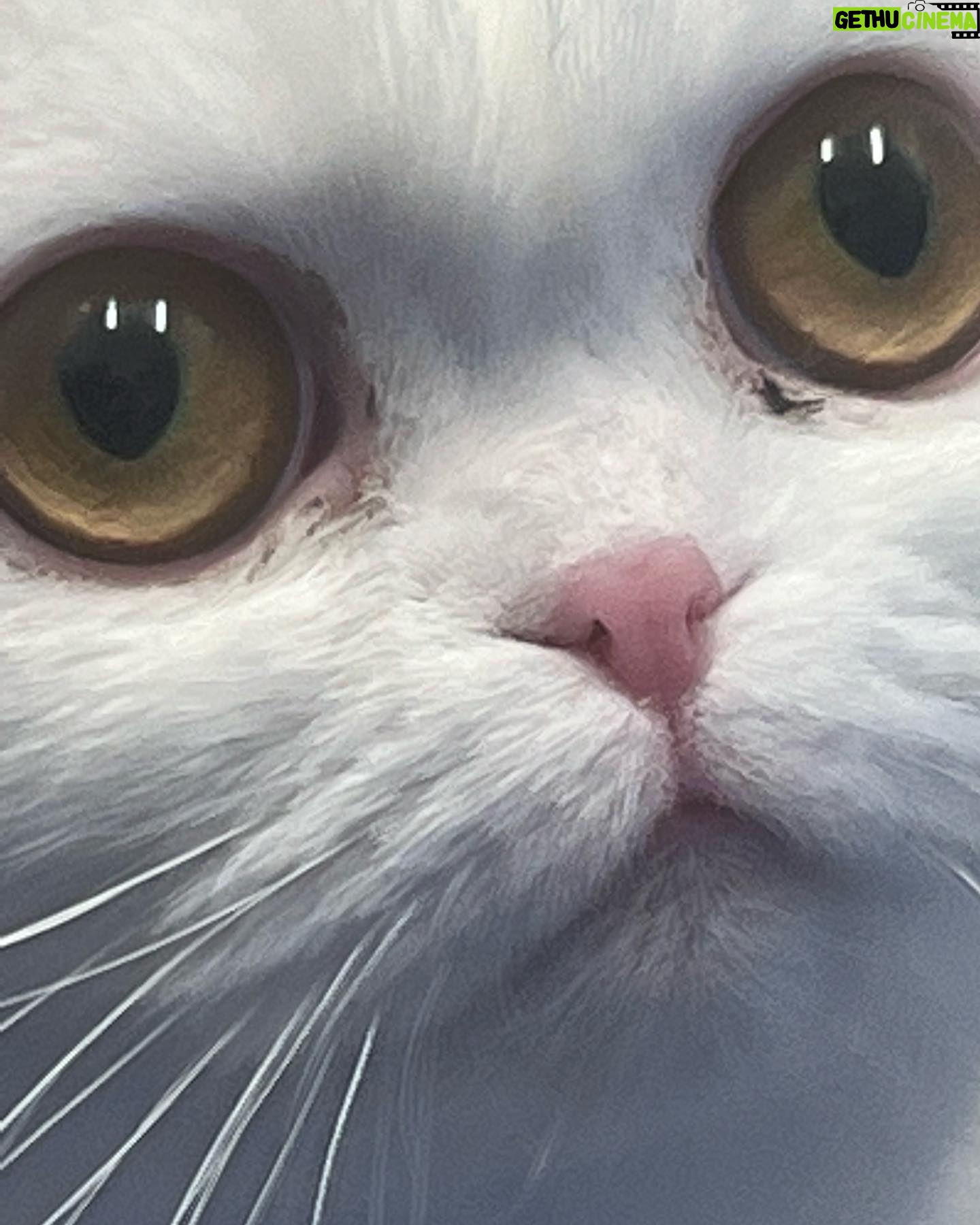 QTCinderella Instagram - Photo Dump with cats and a December Stream schedule if you care 🐯
