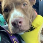 Rachael Leigh Cook Instagram - Hi this is DJ! This cute little boy was fostered by my cousin Geoff and his wife Nicole in Hawaii and he’s now up for adoption there! They were (and are) obsessed with him and how sweet he is and wish they could bring him home to CA but can’t because they have their own antisocial dog already at home. Geoff is the kind of human and cousin who has never once asked me for one tiny favor EVER, so when he reached out to ask me to post for DJ I knew it was urgent, important and that he was a real gem of a pup. If you know of someone looking to adopt or foster in Hawaii - OR Nicole and Geoff has even offered to pay to fly him here to the mainland to a good home! - please consider this sweet little boy as an addition to your happy home. Nicole’s IG is @tahitigirl125 with any questions ❤️ 🐶 ❤️ 🐕 ❤️