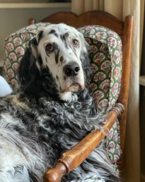 Rachel Bay Jones Instagram - UPDATE: He came through surgery like a champ and is stable! Thank you for all the love and magic for him  Call for prayers and good vibes for my good boy, Pigeon right now! He’s having a rough go of it and about to have surgery. Send him all the love 💗 He sure deserves it.