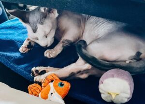 Rachel Miner Instagram - “I have lived with several Zen masters -- all of them cats.” 
― Eckhart Tolle

“The smallest feline is a masterpiece.” 
― Leonardo da Vinci  #Caterday