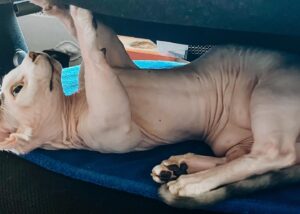 Rachel Miner Instagram - “I have lived with several Zen masters -- all of them cats.” 
― Eckhart Tolle

“The smallest feline is a masterpiece.” 
― Leonardo da Vinci  #Caterday