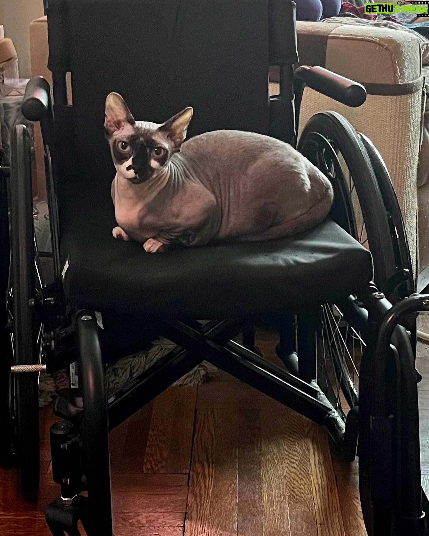 Rachel Miner - 4.5K Likes - Today is #InternationalWheelchairDay and I am so grateful for the freedoms that mine affords me…also debatable if the wheelchair actually belongs to me, as the whole household benefits