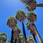 Rachel Hurd-Wood Instagram - Obligatory palm tree pic.