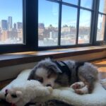 Rachel Matthews Instagram - Happy 1st Birthday Stella!You’re my everything (shits n all) Love you so much baby girl 🐶🥓🎂🍺