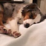 Rachel Matthews Instagram - Happy 1st Birthday Stella!You’re my everything (shits n all) Love you so much baby girl 🐶🥓🎂🍺