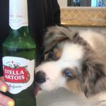 Rachel Matthews Instagram - Happy 1st Birthday Stella!You’re my everything (shits n all) Love you so much baby girl 🐶🥓🎂🍺