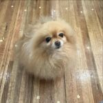 Rachel Sennott Instagram - A bob changes everything