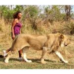Rachel True Instagram - 🦁Sometimes I look at this #tb from #zimbabwe🇿🇼 to remind myself how I traveled in the before times & was brave & on some occasions even exhibited the right amount of strength 🦁 roar 🏴‍☠️💜 💥 Happy Beltane!! #racheltrue #lion #lionking #zimbabwe #strengthtarotcard