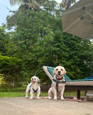 Rakshana Induchoodan Instagram - A therapeutic vacay❤️‍🩹🐾