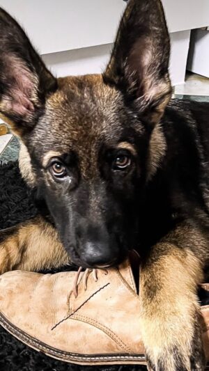 Raquel Prates Instagram - O mais especial cá de casa faz 2 anos !!! 
ROMEO CARMONA 
@von_haus_nutricatdog ❤️
#pastoralemao #pastoralemaolobeiro #pastoralemão #omeucão #germanshepherd #doglover #caesdoinstagram
