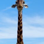 Raquel Meroño Instagram - Segundo día de ensueño en el reino animal de DISNEY! @disneydestinos #waltdisneyworld #animalkingdom @martina.merono @dani_meroo