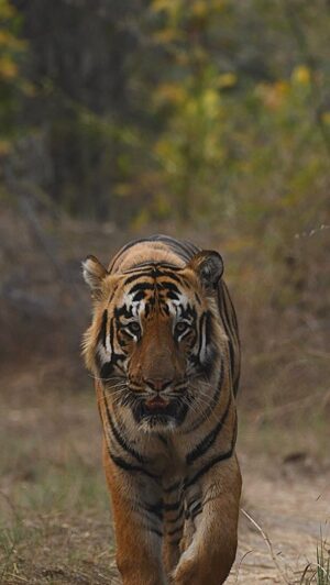 Rashmi Rajput Instagram - Tadoba tiger reserve 🐅🐯 
palasgoan gate- xylo (15/03/2024)

* Tadoba trip certainly did not disappoint in terms of big cat sightings .
We ended up seeing some true vvip of the reserve and that is non other than XYLO 🐅 #thebigboy 
 
1) Tadoba andhari Tiger reserve is a tiger reserve in Chandrapur district (Maharashtra) India 
2) Tadoba is taken from the name of the god “Tadoba” n “taru” worshied by the tribes who lives in the dense forest of the Tadoba and andhari region 
3) Tadoba andari tiger reserve which was created in 1955 . 🐅 
#tiger #bison #tadoba #tadobanationalpark #tadobaofficial