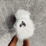 Rawell Saiidii Instagram - Snow, mon ange à quatre pattes, a surgi dans ma vie lorsque les ombres menaçaient d'engloutir mon cœur déjà meurtri par la perte d'un être cher. À l'approche d'une période difficile, Noël, je ne m'attendais pas à une nouvelle aventure, mais le destin en avait décidé autrement. Un simple appel téléphonique a transformé le cours de ma vie. Il était là, un petit être vulnérable, sauvé des griffes d'un sombre trafic de chien. Des nuits blanches aux urgences ont suivi, des moments incertains où la vie de Snow pendait par un fil. Mais à travers chaque épreuve, notre lien s'est renforcé. Snow est devenu bien plus qu'un compagnon à quatre pattes, il est devenu mon ancre, ma bouée dans l'océan tumultueux de la dépression. Son amour inconditionnel, manifesté par un regard réconfortant et des instants partagés, a été la lumière dans mes jours les plus sombres. Snow, avec son caractère unique, est bien plus qu'un chien. Il est mon confident silencieux, mon ange gardien. Sa présence, rassurante et protectrice, m'a ramenée à la vie. Au fil du temps, nous avons développé une complicité profonde, se comprenant mutuellement d'un simple regard. Snow ne se livre pas à tous, mais il a choisi de s'ouvrir à moi, créant un lien indescriptible. Parfois, il met de côté ses croquettes, attendant patiemment mon retour, exprimant son amour avec une fidélité inébranlable. Chaque instant avec lui est une explosion d'amour, une bouffée de joie qui transcende les mots. Mon compagnon à quatre pattes, mon ami loyal, je l'aime d'un amour indescriptible. Nous sommes liés, âme à âme, pour l'éternité. #SnowMonSauveur #ComplicitéProfonde #AmourInconditionnel #LienÉternel 🦴🐾🐶🐩