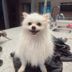 Rawell Saiidii Instagram - Snow, mon ange à quatre pattes, a surgi dans ma vie lorsque les ombres menaçaient d'engloutir mon cœur déjà meurtri par la perte d'un être cher. À l'approche d'une période difficile, Noël, je ne m'attendais pas à une nouvelle aventure, mais le destin en avait décidé autrement. Un simple appel téléphonique a transformé le cours de ma vie. Il était là, un petit être vulnérable, sauvé des griffes d'un sombre trafic de chien. Des nuits blanches aux urgences ont suivi, des moments incertains où la vie de Snow pendait par un fil. Mais à travers chaque épreuve, notre lien s'est renforcé. Snow est devenu bien plus qu'un compagnon à quatre pattes, il est devenu mon ancre, ma bouée dans l'océan tumultueux de la dépression. Son amour inconditionnel, manifesté par un regard réconfortant et des instants partagés, a été la lumière dans mes jours les plus sombres. Snow, avec son caractère unique, est bien plus qu'un chien. Il est mon confident silencieux, mon ange gardien. Sa présence, rassurante et protectrice, m'a ramenée à la vie. Au fil du temps, nous avons développé une complicité profonde, se comprenant mutuellement d'un simple regard. Snow ne se livre pas à tous, mais il a choisi de s'ouvrir à moi, créant un lien indescriptible. Parfois, il met de côté ses croquettes, attendant patiemment mon retour, exprimant son amour avec une fidélité inébranlable. Chaque instant avec lui est une explosion d'amour, une bouffée de joie qui transcende les mots. Mon compagnon à quatre pattes, mon ami loyal, je l'aime d'un amour indescriptible. Nous sommes liés, âme à âme, pour l'éternité. #SnowMonSauveur #ComplicitéProfonde #AmourInconditionnel #LienÉternel 🦴🐾🐶🐩