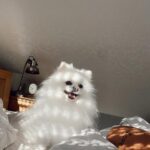 Rawell Saiidii Instagram - Snow, mon ange à quatre pattes, a surgi dans ma vie lorsque les ombres menaçaient d'engloutir mon cœur déjà meurtri par la perte d'un être cher. À l'approche d'une période difficile, Noël, je ne m'attendais pas à une nouvelle aventure, mais le destin en avait décidé autrement. Un simple appel téléphonique a transformé le cours de ma vie. Il était là, un petit être vulnérable, sauvé des griffes d'un sombre trafic de chien. Des nuits blanches aux urgences ont suivi, des moments incertains où la vie de Snow pendait par un fil. Mais à travers chaque épreuve, notre lien s'est renforcé. Snow est devenu bien plus qu'un compagnon à quatre pattes, il est devenu mon ancre, ma bouée dans l'océan tumultueux de la dépression. Son amour inconditionnel, manifesté par un regard réconfortant et des instants partagés, a été la lumière dans mes jours les plus sombres. Snow, avec son caractère unique, est bien plus qu'un chien. Il est mon confident silencieux, mon ange gardien. Sa présence, rassurante et protectrice, m'a ramenée à la vie. Au fil du temps, nous avons développé une complicité profonde, se comprenant mutuellement d'un simple regard. Snow ne se livre pas à tous, mais il a choisi de s'ouvrir à moi, créant un lien indescriptible. Parfois, il met de côté ses croquettes, attendant patiemment mon retour, exprimant son amour avec une fidélité inébranlable. Chaque instant avec lui est une explosion d'amour, une bouffée de joie qui transcende les mots. Mon compagnon à quatre pattes, mon ami loyal, je l'aime d'un amour indescriptible. Nous sommes liés, âme à âme, pour l'éternité. #SnowMonSauveur #ComplicitéProfonde #AmourInconditionnel #LienÉternel 🦴🐾🐶🐩