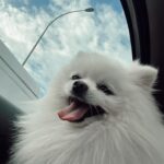 Rawell Saiidii Instagram - Snow, mon ange à quatre pattes, a surgi dans ma vie lorsque les ombres menaçaient d'engloutir mon cœur déjà meurtri par la perte d'un être cher. À l'approche d'une période difficile, Noël, je ne m'attendais pas à une nouvelle aventure, mais le destin en avait décidé autrement. Un simple appel téléphonique a transformé le cours de ma vie. Il était là, un petit être vulnérable, sauvé des griffes d'un sombre trafic de chien. Des nuits blanches aux urgences ont suivi, des moments incertains où la vie de Snow pendait par un fil. Mais à travers chaque épreuve, notre lien s'est renforcé. Snow est devenu bien plus qu'un compagnon à quatre pattes, il est devenu mon ancre, ma bouée dans l'océan tumultueux de la dépression. Son amour inconditionnel, manifesté par un regard réconfortant et des instants partagés, a été la lumière dans mes jours les plus sombres. Snow, avec son caractère unique, est bien plus qu'un chien. Il est mon confident silencieux, mon ange gardien. Sa présence, rassurante et protectrice, m'a ramenée à la vie. Au fil du temps, nous avons développé une complicité profonde, se comprenant mutuellement d'un simple regard. Snow ne se livre pas à tous, mais il a choisi de s'ouvrir à moi, créant un lien indescriptible. Parfois, il met de côté ses croquettes, attendant patiemment mon retour, exprimant son amour avec une fidélité inébranlable. Chaque instant avec lui est une explosion d'amour, une bouffée de joie qui transcende les mots. Mon compagnon à quatre pattes, mon ami loyal, je l'aime d'un amour indescriptible. Nous sommes liés, âme à âme, pour l'éternité. #SnowMonSauveur #ComplicitéProfonde #AmourInconditionnel #LienÉternel 🦴🐾🐶🐩