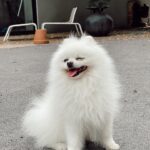Rawell Saiidii Instagram - Snow, mon ange à quatre pattes, a surgi dans ma vie lorsque les ombres menaçaient d'engloutir mon cœur déjà meurtri par la perte d'un être cher. À l'approche d'une période difficile, Noël, je ne m'attendais pas à une nouvelle aventure, mais le destin en avait décidé autrement. Un simple appel téléphonique a transformé le cours de ma vie. Il était là, un petit être vulnérable, sauvé des griffes d'un sombre trafic de chien. Des nuits blanches aux urgences ont suivi, des moments incertains où la vie de Snow pendait par un fil. Mais à travers chaque épreuve, notre lien s'est renforcé. Snow est devenu bien plus qu'un compagnon à quatre pattes, il est devenu mon ancre, ma bouée dans l'océan tumultueux de la dépression. Son amour inconditionnel, manifesté par un regard réconfortant et des instants partagés, a été la lumière dans mes jours les plus sombres. Snow, avec son caractère unique, est bien plus qu'un chien. Il est mon confident silencieux, mon ange gardien. Sa présence, rassurante et protectrice, m'a ramenée à la vie. Au fil du temps, nous avons développé une complicité profonde, se comprenant mutuellement d'un simple regard. Snow ne se livre pas à tous, mais il a choisi de s'ouvrir à moi, créant un lien indescriptible. Parfois, il met de côté ses croquettes, attendant patiemment mon retour, exprimant son amour avec une fidélité inébranlable. Chaque instant avec lui est une explosion d'amour, une bouffée de joie qui transcende les mots. Mon compagnon à quatre pattes, mon ami loyal, je l'aime d'un amour indescriptible. Nous sommes liés, âme à âme, pour l'éternité. #SnowMonSauveur #ComplicitéProfonde #AmourInconditionnel #LienÉternel 🦴🐾🐶🐩