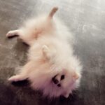 Rawell Saiidii Instagram - Snow, mon ange à quatre pattes, a surgi dans ma vie lorsque les ombres menaçaient d'engloutir mon cœur déjà meurtri par la perte d'un être cher. À l'approche d'une période difficile, Noël, je ne m'attendais pas à une nouvelle aventure, mais le destin en avait décidé autrement. Un simple appel téléphonique a transformé le cours de ma vie. Il était là, un petit être vulnérable, sauvé des griffes d'un sombre trafic de chien. Des nuits blanches aux urgences ont suivi, des moments incertains où la vie de Snow pendait par un fil. Mais à travers chaque épreuve, notre lien s'est renforcé. Snow est devenu bien plus qu'un compagnon à quatre pattes, il est devenu mon ancre, ma bouée dans l'océan tumultueux de la dépression. Son amour inconditionnel, manifesté par un regard réconfortant et des instants partagés, a été la lumière dans mes jours les plus sombres. Snow, avec son caractère unique, est bien plus qu'un chien. Il est mon confident silencieux, mon ange gardien. Sa présence, rassurante et protectrice, m'a ramenée à la vie. Au fil du temps, nous avons développé une complicité profonde, se comprenant mutuellement d'un simple regard. Snow ne se livre pas à tous, mais il a choisi de s'ouvrir à moi, créant un lien indescriptible. Parfois, il met de côté ses croquettes, attendant patiemment mon retour, exprimant son amour avec une fidélité inébranlable. Chaque instant avec lui est une explosion d'amour, une bouffée de joie qui transcende les mots. Mon compagnon à quatre pattes, mon ami loyal, je l'aime d'un amour indescriptible. Nous sommes liés, âme à âme, pour l'éternité. #SnowMonSauveur #ComplicitéProfonde #AmourInconditionnel #LienÉternel 🦴🐾🐶🐩
