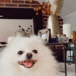 Rawell Saiidii Instagram - Snow, mon ange à quatre pattes, a surgi dans ma vie lorsque les ombres menaçaient d'engloutir mon cœur déjà meurtri par la perte d'un être cher. À l'approche d'une période difficile, Noël, je ne m'attendais pas à une nouvelle aventure, mais le destin en avait décidé autrement. Un simple appel téléphonique a transformé le cours de ma vie. Il était là, un petit être vulnérable, sauvé des griffes d'un sombre trafic de chien. Des nuits blanches aux urgences ont suivi, des moments incertains où la vie de Snow pendait par un fil. Mais à travers chaque épreuve, notre lien s'est renforcé. Snow est devenu bien plus qu'un compagnon à quatre pattes, il est devenu mon ancre, ma bouée dans l'océan tumultueux de la dépression. Son amour inconditionnel, manifesté par un regard réconfortant et des instants partagés, a été la lumière dans mes jours les plus sombres. Snow, avec son caractère unique, est bien plus qu'un chien. Il est mon confident silencieux, mon ange gardien. Sa présence, rassurante et protectrice, m'a ramenée à la vie. Au fil du temps, nous avons développé une complicité profonde, se comprenant mutuellement d'un simple regard. Snow ne se livre pas à tous, mais il a choisi de s'ouvrir à moi, créant un lien indescriptible. Parfois, il met de côté ses croquettes, attendant patiemment mon retour, exprimant son amour avec une fidélité inébranlable. Chaque instant avec lui est une explosion d'amour, une bouffée de joie qui transcende les mots. Mon compagnon à quatre pattes, mon ami loyal, je l'aime d'un amour indescriptible. Nous sommes liés, âme à âme, pour l'éternité. #SnowMonSauveur #ComplicitéProfonde #AmourInconditionnel #LienÉternel 🦴🐾🐶🐩