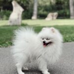Rawell Saiidii Instagram - Snow, mon ange à quatre pattes, a surgi dans ma vie lorsque les ombres menaçaient d'engloutir mon cœur déjà meurtri par la perte d'un être cher. À l'approche d'une période difficile, Noël, je ne m'attendais pas à une nouvelle aventure, mais le destin en avait décidé autrement. Un simple appel téléphonique a transformé le cours de ma vie. Il était là, un petit être vulnérable, sauvé des griffes d'un sombre trafic de chien. Des nuits blanches aux urgences ont suivi, des moments incertains où la vie de Snow pendait par un fil. Mais à travers chaque épreuve, notre lien s'est renforcé. Snow est devenu bien plus qu'un compagnon à quatre pattes, il est devenu mon ancre, ma bouée dans l'océan tumultueux de la dépression. Son amour inconditionnel, manifesté par un regard réconfortant et des instants partagés, a été la lumière dans mes jours les plus sombres. Snow, avec son caractère unique, est bien plus qu'un chien. Il est mon confident silencieux, mon ange gardien. Sa présence, rassurante et protectrice, m'a ramenée à la vie. Au fil du temps, nous avons développé une complicité profonde, se comprenant mutuellement d'un simple regard. Snow ne se livre pas à tous, mais il a choisi de s'ouvrir à moi, créant un lien indescriptible. Parfois, il met de côté ses croquettes, attendant patiemment mon retour, exprimant son amour avec une fidélité inébranlable. Chaque instant avec lui est une explosion d'amour, une bouffée de joie qui transcende les mots. Mon compagnon à quatre pattes, mon ami loyal, je l'aime d'un amour indescriptible. Nous sommes liés, âme à âme, pour l'éternité. #SnowMonSauveur #ComplicitéProfonde #AmourInconditionnel #LienÉternel 🦴🐾🐶🐩