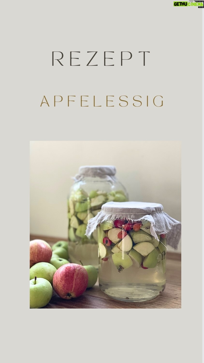 Rebecca Lina - 729 Likes - Apfelessig! Spätsommerliebe der fermentation
Zutaten:
5-6 Äpfel (am besten Bio-Äpfel) oder selbst gepflückt
2 Esslöffel Zucker
Wasser
Ein großes Glas mit weitem Hals
Ein sauberes, dünnes Tuch oder eine Gaze
Ein Gummiband oder Schnur
Anleitung:
-Die Äpfel gründlich waschen und in grobe Stücke schneiden. Du kannst die Schalen und Kerne verwenden, da sie natürliche Hefen enthalten, die den Gärprozess fördern.
-Das große Glas mit heißem Wasser gründlich ausspülen, um sicherzustellen, dass es sauber ist. Gegebenfals einmal mit Alkohol auswischen .
-Fülle die geschnittenen Äpfel in das Glas, lasse jedoch etwa 2,5 cm Platz am oberen Rand.
Zucker hinzufügen (optional):
Wenn du möchtest, dass der Essig schneller gärt, kannst du 2 Esslöffel Zucker über die Äpfel streuen. Dies fördert die Fermentation. Wenn du keinen Zucker verwenden möchtest, ist das ebenfalls in Ordnung, der Essig benötigt dann jedoch etwas mehr Zeit. Optional kannst du auch Honig nutzen. Aber bedenke je mehr Zucker am Anfang je sauerer wird dein Essig.
-Gieße Wasser in das Glas, um die Äpfel zu bedecken. Achte darauf, dass alle Äpfel vollständig unter Wasser sind, um Schimmelbildung zu verhindern. Ich legen am Anfang immer einen kleinen Unterteller oder den Deckel eines Weck Glases drüber um die Früchte nach unten zu drücken.
-Abdecken und rasten lassen:
Decke den Glasöffnung mit einem sauberen, dünnen Tuch oder einer Gaze ab und sichere es mit einem Gummiband oder einer Schnur.
-Wilde Fermentation:
Lasse das Glas an einem warmen, dunklen Ort stehen, idealerweise bei Raumtemperatur. Rühre den Inhalt einmal täglich mit einem sauberen (Holz) Löffel um.
-Wartezeit:
Der Apfelessig sollte nach etwa 3-4 Wochen fertig sein, kann aber auch länger gären, um einen intensiveren Geschmack zu entwickeln.
-Abseihen:
Sobald der Essig den gewünschten Geschmack erreicht hat, seihe die Flüssigkeit ab und gieße sie in eine saubere Flasche oder ein Glas mit Deckel. Du kannst die festen Apfelreste kompostieren oder entsorgen.
Lagere deinen Apfelessig an einem kühlenOrt.Er ist monatelang haltbar.
Ich hoffe ich habe all eure Fragen beantwortet - ansonsten gibt es ja die Kommentare- über einfache ❤️ freue ich mich auch