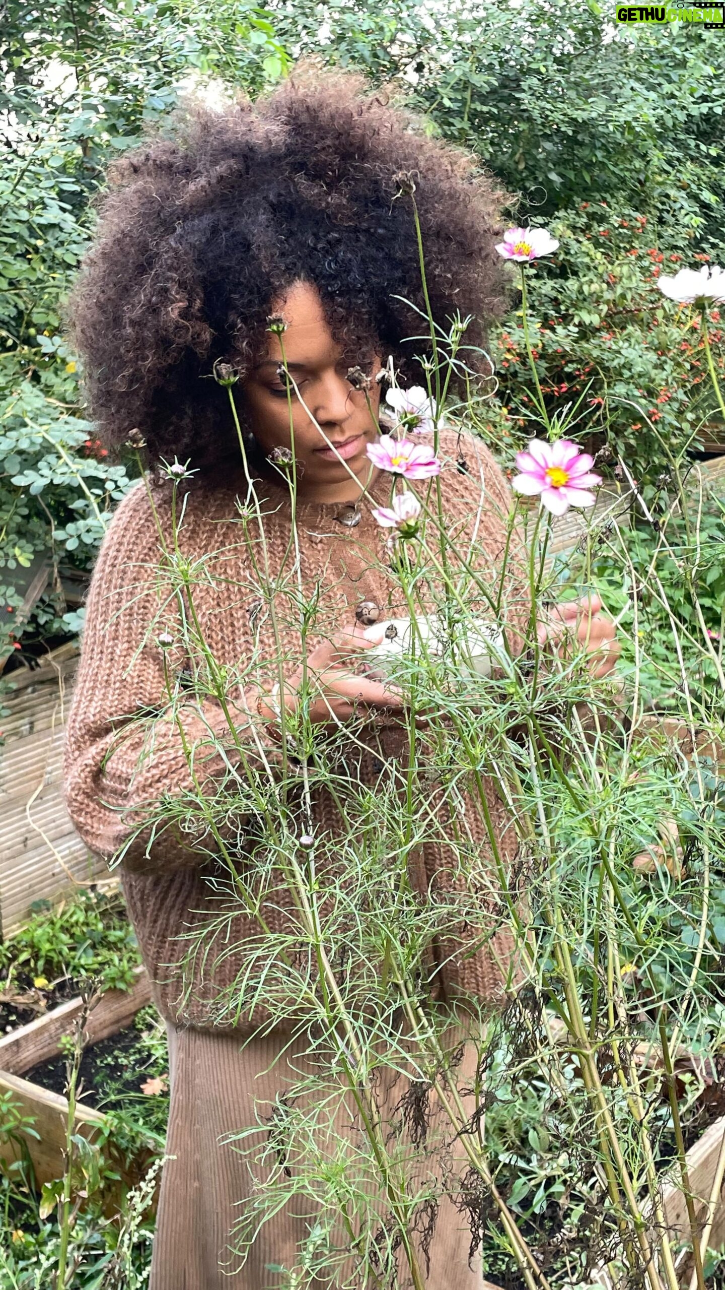 Rebecca Lina - 528 Likes - Dinge, die ich liebe!
Meinen Garten
Strickjacken
Den Rhythmus des Erntens und Pflanzens
Calendula du Gold des Gartens! Danke, das du mir so viele Samen geschenkt hast.