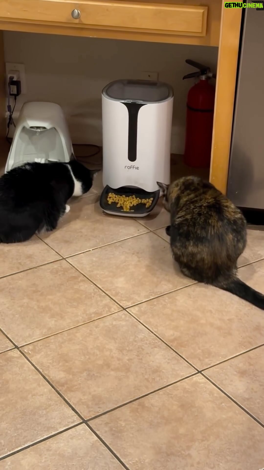 Rebecca Metz - 56 Likes - They figured out sharing all by themselves. @andyhermannla #catsofinstagram