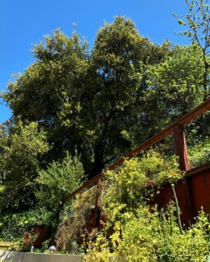 Rebecca Metz Instagram - I need some lunch but can’t stop binge-watching the live oak in the backyard 😍
