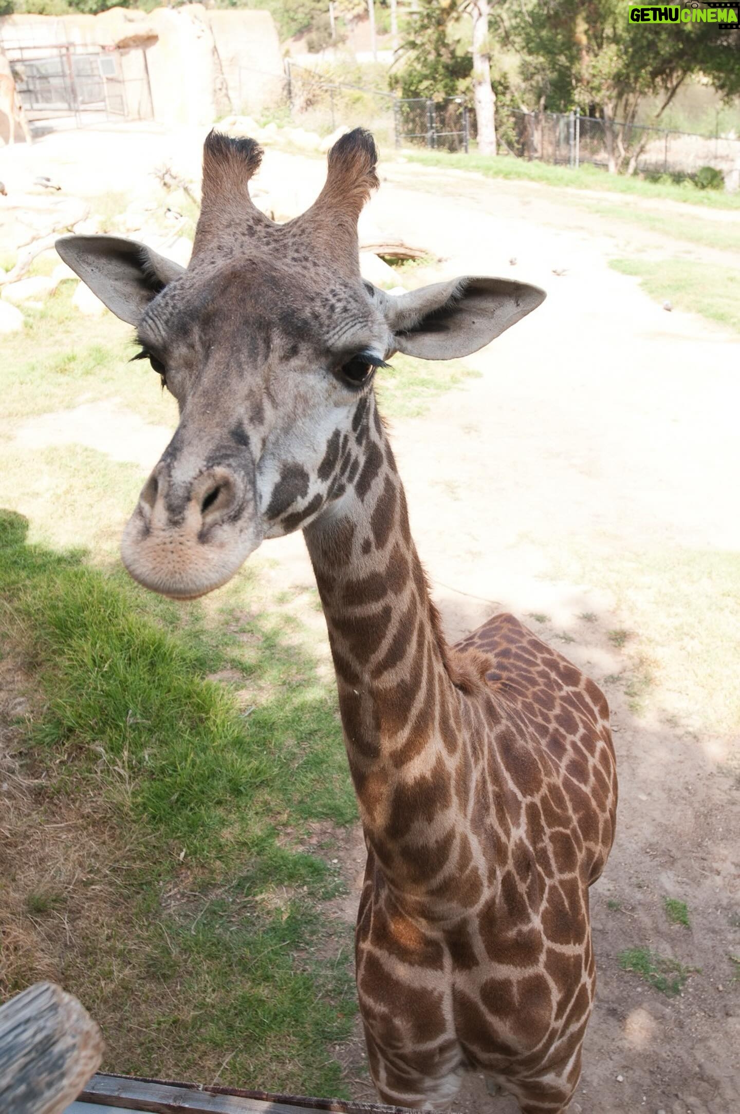 Rebecca Metz - 353 Likes - Just saw the news that Audrey died last night. It may seem strange to mourn a giraffe, but Audrey meant a lot to me. She–specifically a photo of her beaming proudly between a bride and groom–is the reason I latched on to the idea of getting married at @santabarbarazoo. And why we’ve ended up with a lot of weird & beautiful giraffe art/tchotchkes. And this photo of Dad feeding her… Well. It’s precious to me. Goodbye, sweet Audrey. Rest easy.