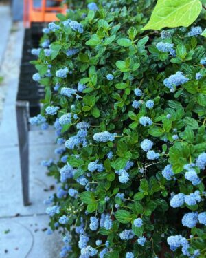 Rebecca Metz Instagram - Stepped outside this morning and the smell of lilacs shot me right back to our driveway, above-ground pools, and bolting through the flimsy screen door to catch the ice cream truck.