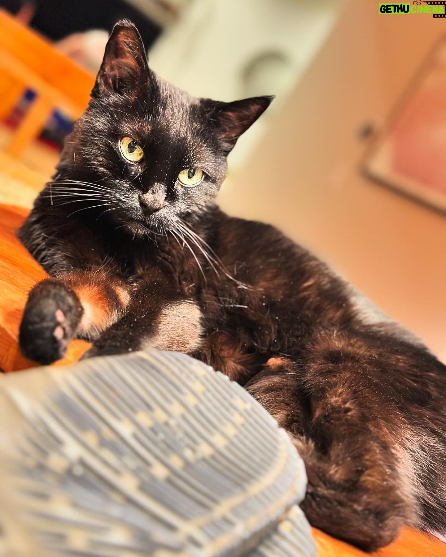 Rebecca Metz - 58 Likes - This smoke show has normal thyroid levels #catbrag
