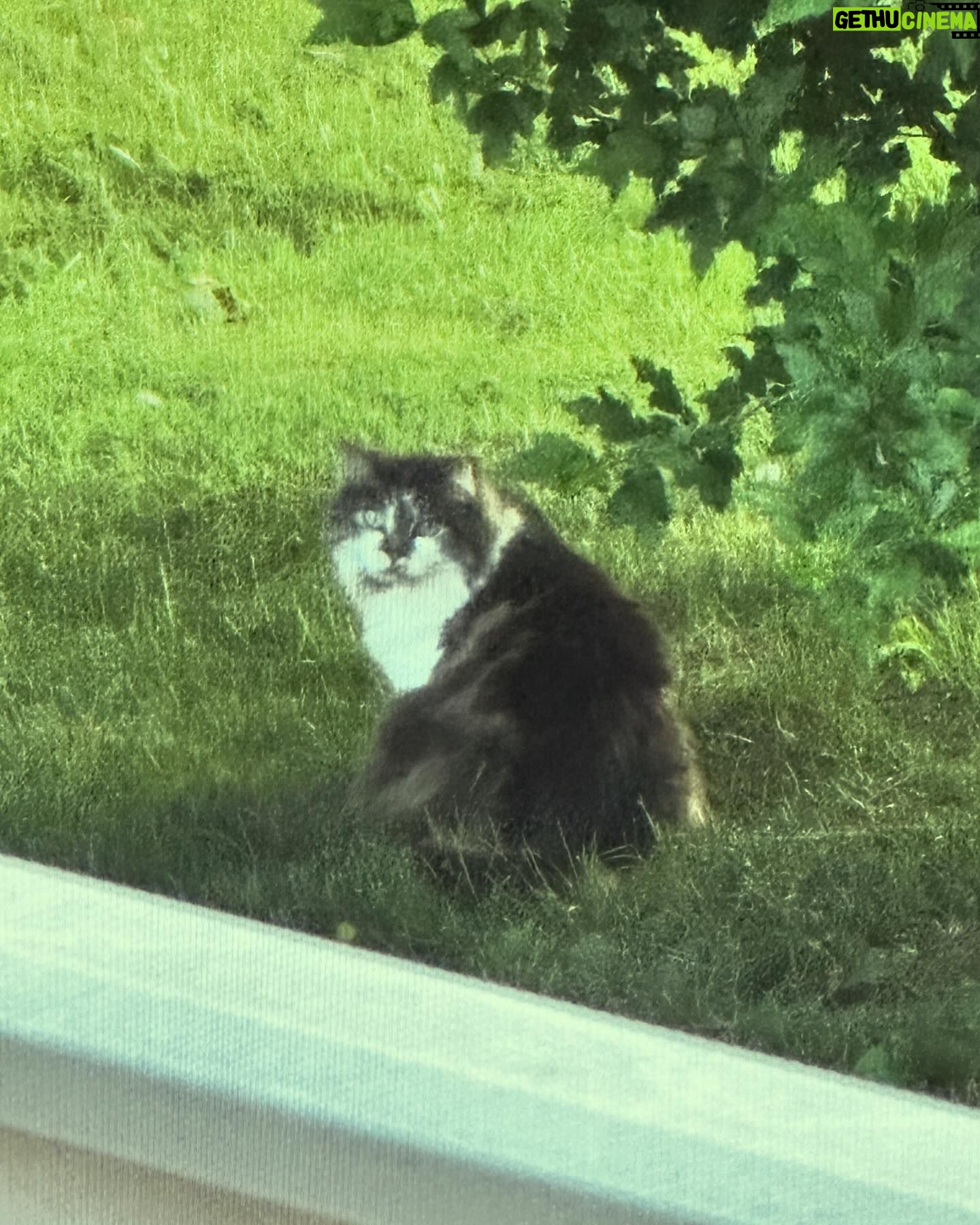 Rebecca Metz - 101 Likes - Back in NJ for dad’s memorial and this neighborhood chonk is back too. He’s not into me, you understand. He just happens to like hanging out wherever I am. It’s cool, don’t even worry about it.