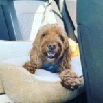 Rebecca Breeds Instagram - Back seat Occu-pant. 🥰🐶