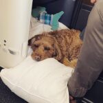 Rebecca Breeds Instagram - We out. ✈️🐶💗🐑