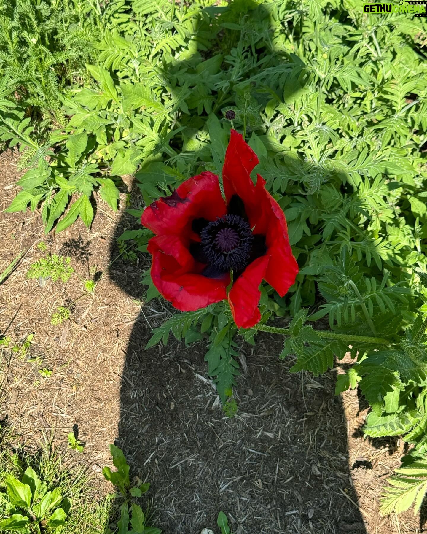 Rebecca Hall Instagram - Reading a book about Vivian Maier and thinking a fair bit about poppies.