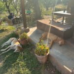Reena Aggarwal Instagram - Himachali dogs and Himachali sky❤️🫶 Collecting memories…..swipe till the end to spot my favourite thing on the trip.. let me know in the comments what you see🙈 . . . . . #travel #travelphotography #travelgram #traveler #traveladdict #himachal #himachalpradesh #traveldiaries #himachaldiaries #birbilling #jibhi #hills #traveling #travellife #himalayas #travelinspiration #travelindia #travelandexplore #beautifuldestinations