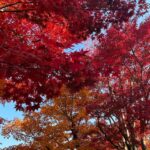 Reika Oozeki Instagram - . この前マミポとばあちゃん2人を連れて 一緒に紅葉見てきた🍁 綺麗だった〜🫶🏻 久しぶりの女子会でドライブがてら 沢山歩いて話して楽しかったな。 ずっと元気でいてほしい😚 マミポ地図好きすぎて一生1人で公園の地図 見ながらあれがこれでって話してて おもしろ可愛かったwww みんなずっと話してるし、 話すぐ変わるし騒がしい笑 女子会って結局騒がしくなるよね😂 #紅葉