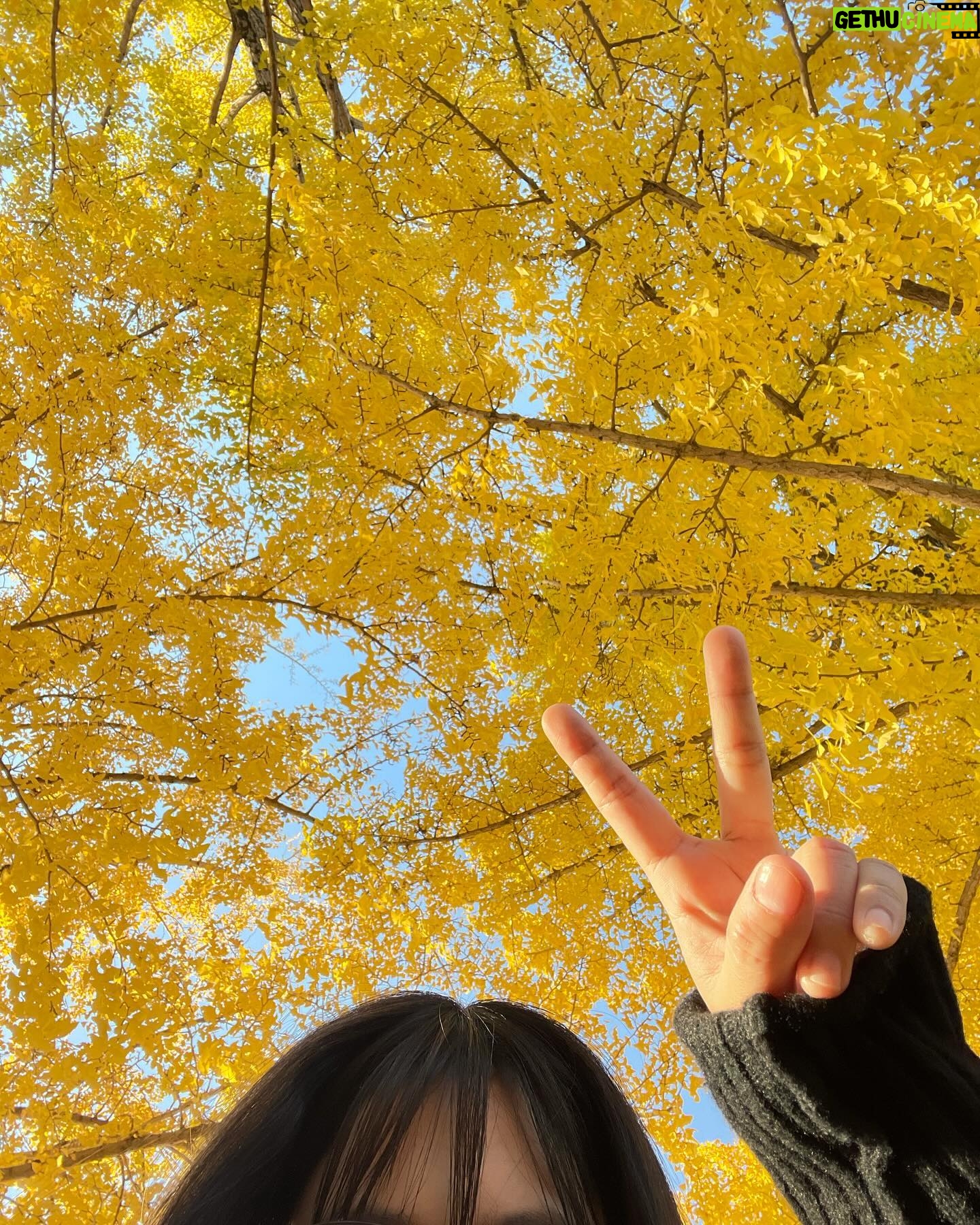 Reika Oozeki Instagram - . この前マミポとばあちゃん2人を連れて 一緒に紅葉見てきた🍁 綺麗だった〜🫶🏻 久しぶりの女子会でドライブがてら 沢山歩いて話して楽しかったな。 ずっと元気でいてほしい😚 マミポ地図好きすぎて一生1人で公園の地図 見ながらあれがこれでって話してて おもしろ可愛かったwww みんなずっと話してるし、 話すぐ変わるし騒がしい笑 女子会って結局騒がしくなるよね😂 #紅葉